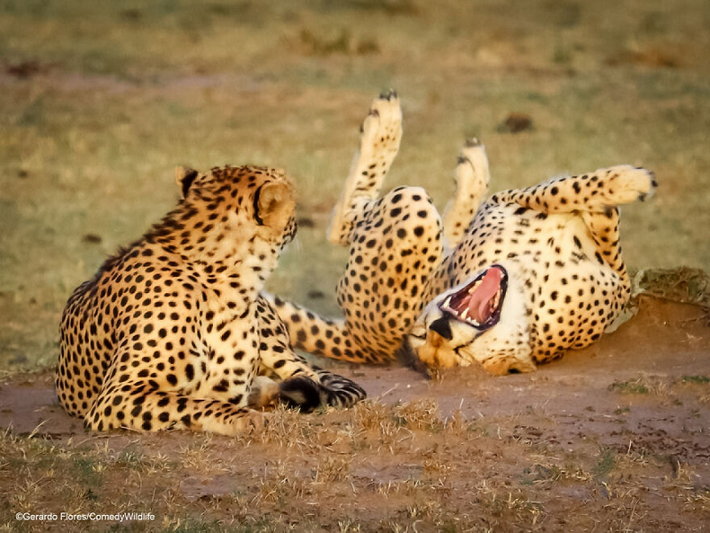 Hai chú báo ở Masaai Mara, Kenya này dường như đang trò chuyện rất vui vẻ dưới ánh hoàng hôn.