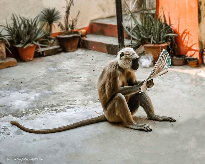 "Chú khỉ này đã đến sân nhà tôi và tôi đưa cho nó mẩu bánh mì được gói trong một tờ báo. Sau khi ăn xong bánh mì, chú khỉ bắt đầu đọc báo", Hrithik Singh Gorakhpur - tác giả của bức ảnh chia sẻ.