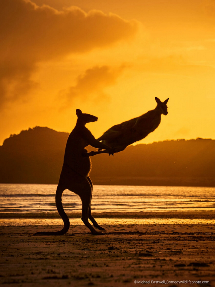 Hai chú chuột túi Wallaby đang chơi đùa hoặc đánh nhau trên bãi biển trong buổi hoàng hôn.