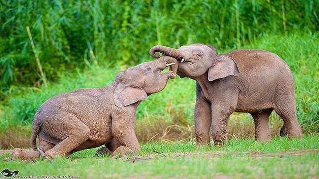 Loài này là tổ tiên của hầu hết các loài voi lùn sau này được khai quật ở vùng Địa Trung Hải.