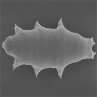 Nhiều ý tưởng táo bạo đã được đưa ra trong các nghiên cứu trước, bao gồm mang Tardigrades đi du hành vũ trụ hoặc thậm chí "lai" với con người bằng cách bổ sung cho phi hành gia một vài khả năng "bất tử" nhờ liệu pháp gien.
