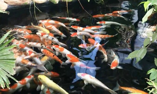 4. Trộm cá Koi chết nướng ăn: Công an phường Hòa An (Đà Nẵng) vừa bàn giao hồ sơ và hai nghi phạm Đinh Minh Ta (25 tuổi, trú phường Hòa Khánh Bắc, quận Liên Chiểu) và Biện Minh Thành (28 tuổi, trú xã Đại Hưng, huyện Đại Lộc, Quảng Nam) cho công an quận Cẩm Lệ (Đà Nẵng) xử lý theo thẩm quyền. Hai đối tượng trộm 7 con cá Koi giá trị 100 triệu đồng. 3 con bị chết nên Ta và Thành nướng ăn. 4 con thu hồi thì 3 con chết 1 con sống.