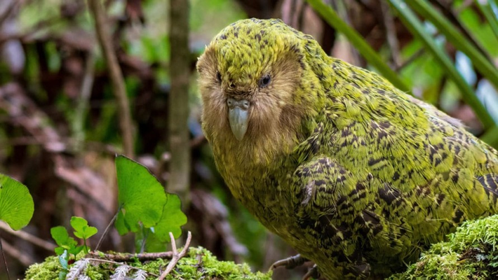 Vẹt Kakapo sống về đêm, tìm kiếm thức ăn và bạn tình. Chúng là một loài động vật đang đối mặt với nguy cơ tuyệt chủng.