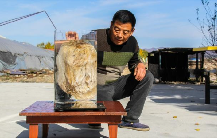 Khi ông Chu cầm nó lên, ông cảm thấy nó không quá nặng và khác biệt so với đá thông thường. Đáng chú ý, hàng xóm đã tập trung lại để xem tảng đá này, và có ý kiến cho rằng nó có thể là một loại nấm khổng lồ hoặc thảo dược quý hiếm. Ông Chu không hề biết rằng mình vừa tìm thấy một " báu vật"