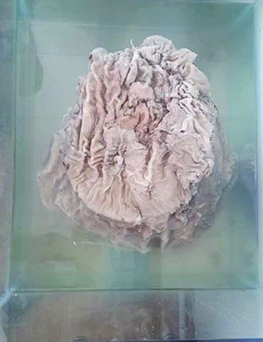 Theo các chuyên gia của Học viện Đông y Thiên Tân, loài linh chi này chứa Polysaccharides, protein, chất béo, nhiều loại axit amin cũng như các nguyên tố giàu dinh dưỡng khác. Đặc biệt, chúng có khả năng phòng chống ung thư mạnh.
