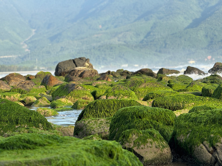 Ghềnh đá Nam Ô dài khoảng 500m, nhô ra biển, nơi những lớp đá ngầm ẩn mình dưới làn nước biển trong xanh. Các tảng đá nổi với đủ hình dáng, kích thước được phủ bởi lớp rêu xanh mướt, tạo nên một cảnh tượng vô cùng ấn tượng. Ảnh Ngọc Hân