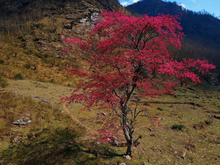 Theo chia sẻ của chủ homestay Y Tý Clouds, "cụ đào" này nằm trên cung đường trekking đỉnh Lảo Thẩn. Nếu đi xe máy từ điểm Trường Phìn Hồ, tầm 2km sẽ thấy cây đào nổi bật bên núi. Ảnh Internet