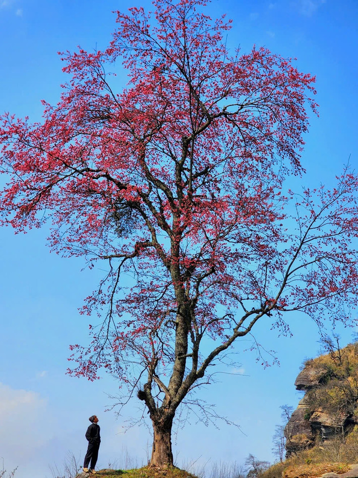 Trên cung đường trekking Lảo Thẩn có một cây đào cao lớn đứng một mình và bung nở rực rỡ. Người dân nơi đây vẫn gọi là "cụ đào".