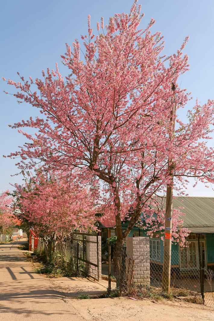 Hoa mai anh đào Đà Lạt có màu hồng phấn và hồng đậm rất đẹp, tựa như một nàng thiếu nữ đương tuổi xuân sắc. Ảnh Internet