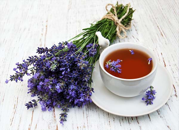 Trà hoa oải hương không chỉ mang tới giấc ngủ ngon mà còn có hiệu quả thư giãn tinh thần, giảm căng thẳng và lo lắng. Đây là thức uống hỗ trợ giấc ngủ an toàn và phù hợp với nhiều đối tượng. Trong hoa cúc có chứa apigenin - một hợp chất chống oxy hóa và gây buồn ngủ. Apigenin tự gắn vào các thụ thể trong não, có tác dụng làm giảm lo lắng, tạo ra sự bình tĩnh, dẫn đến buồn ngủ. Ảnh minh họa