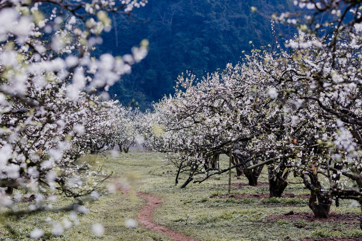 Bản Phiêng Cành: Nằm ở độ cao 1.000m so với mực nước biển, Phiêng Cành không chỉ là điểm ngắm hoa mận mà còn là thiên đường săn mây nổi tiếng của vùng cao Tây Bắc. Những vườn mận nằm trên sườn đồi tạo nên những bức ảnh nhiều tầng, đặc biệt ấn tượng khi chụp từ trên cao xuống. Ngoài vẻ đẹp của hoa mận, du khách còn có cơ hội trải nghiệm văn hóa độc đáo của người Thái qua việc lưu trú tại homestay, thưởng thức ẩm thực dân tộc và chiêm ngưỡng những điệu múa xòe truyền thống đầy màu sắc.