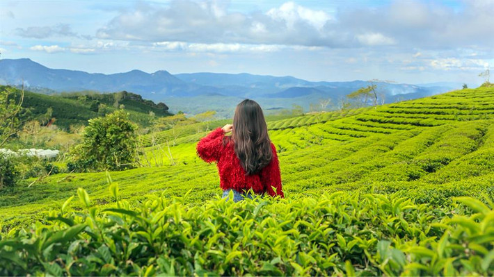 Muốn đắm mình trong khung cảnh tươi mát của thiên nhiên du khách hãy đến Đồi chè Cầu Đất để chiêm ngưỡng và đắm mình vào màu xanh thanh mát của cánh đồng chè bao la bát ngát. Đứng từ trên đồi nhìn xuống là khung cảnh hùng vĩ của núi đồi, các vườn rau,... rất bắt mắt và thú vị. Ảnh Internet