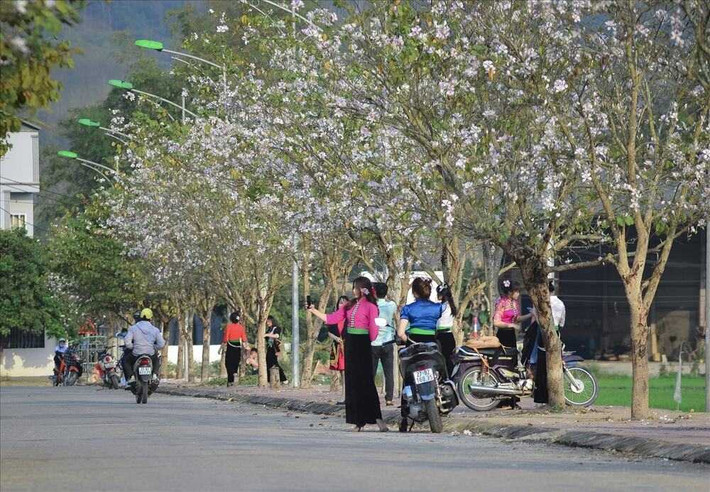 Nằm cách trung tâm Điện Biên khoảng 35 km, cửa khẩu Tây Trang là địa điểm ngắm hoa ban Điện Biên lý tưởng với những rừng ban nở trắng bên triền đồi, lối đi, tạo nên khung cảnh hùng vĩ và thơ mộng. Hoa ban ở Tây Trang chủ yếu là ban rừng tự nhiên, cây cao và tán rộng, hoa nở thành từng chùm lớn, nổi bật trên nền trời xanh. Đặc biệt, nơi đây có những góc chụp ảnh hoang sơ, không bị ảnh hưởng bởi cảnh quan đô thị. Ảnh Internet