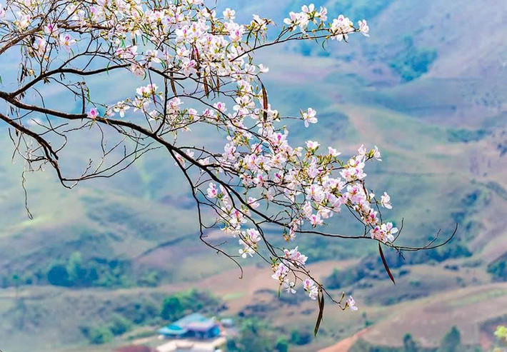 Điện Biên vào mùa hoa ban khoác lên mình vẻ đẹp thơ mộng, khiến bất cứ ai cũng muốn một lần ghé thăm. Năm nay, Lễ hội Hoa Ban năm 2025 và Ngày hội Văn hóa, Thể thao, Du lịch tỉnh Điện Biên lần thứ VIII sẽ được tổ chức từ ngày 13 - 16/3 tại thành phố Điện Biên Phủ và huyện Điện Biên. Ảnh Internet