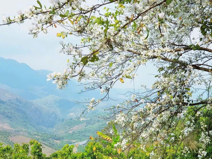Không chỉ đẹp, hoa ban còn có hương thơm dịu nhẹ, thoang thoảng trong gió, mang đến cảm giác thư thái cho những ai ghé thăm. Ảnh Internet