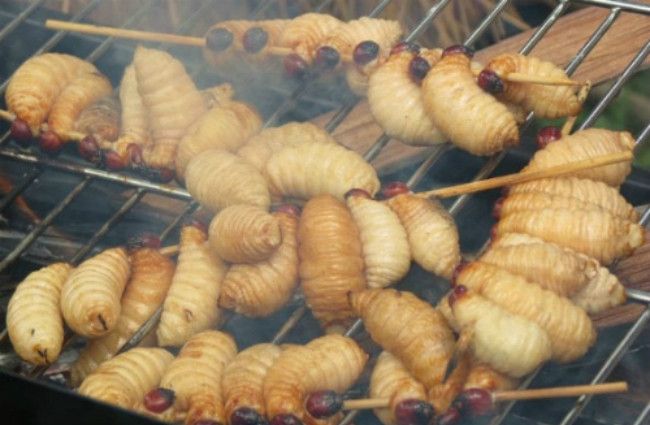 Những con đuông dừa chỉ bằng ngón tay trỏ hoặc ngón chân cái người lớn, dài chừng 3 - 5cm, toàn thân màu vàng nhạt. Đuông dừa có thể chế biến thành nhiều kiểu như nướng, nấu cháo, làm gỏi,... Ảnh Internet