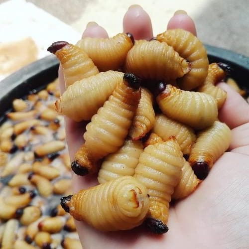 Đuông dừa - món "khoái khẩu" của người miền Tây. Đuông dừa (hay còn gọi là sâu dừa) là ấu trùng sống bên trong cổ hũ dừa. Sống nhờ chất dinh dưỡng từ phần ngon nhất, sạch nhất của cây dừa nên đuông dừa được cho là rất bổ dưỡng. Ảnh Internet