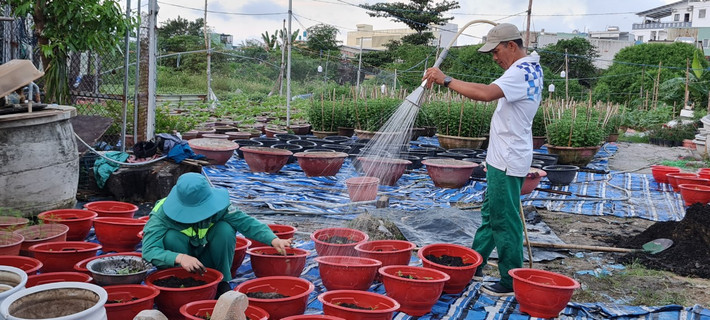 Việc xuống giống được nhà vườn chia làm nhiều đợt.