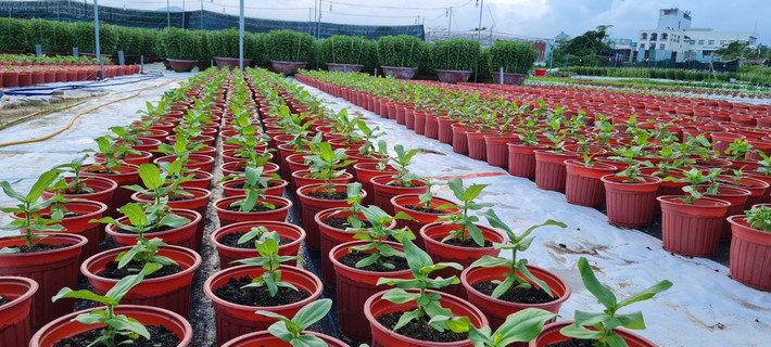 Cạnh đó là hàng ngàn chậu hoa phục vụ thị trường Tết Nguyên đán đang phát triển xanh tốt.