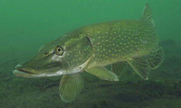 Esox lucius là loại cá dữ thích sống ở nơi nước ít chảy, ven bờ sông, bờ hồ có nhiều cây cỏ. Chúng là loài cá thể thao nổi tiếng, có thân thon tròn, dài khoảng 1,5m; mõm to; miệng rộng; mắt có thể chuyển động nhanh và nhìn được hầu như theo mọi hướng; cân nặng khoảng 23kg.