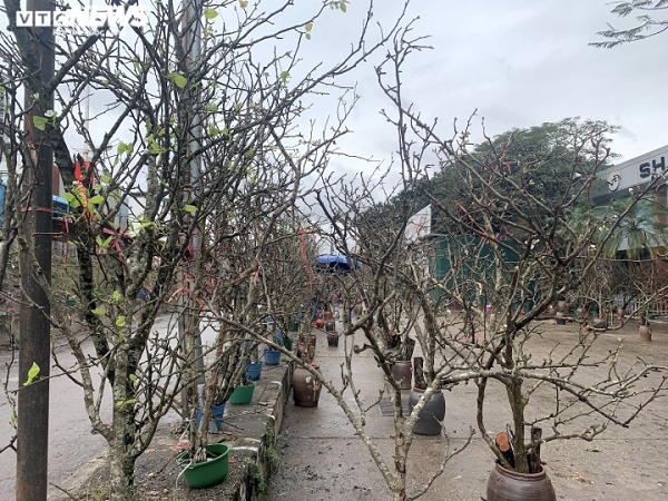 Hiện tại, những cành lê rừng đang được bày bán nhiều tại khu vực chợ hoa Quảng Bá (Tây Hồ), chợ đầu mối phía Nam (quận Hoàng Mai), dọc vỉa hè đường Lạc Long Quân...Giá lê rừng dao động từ 400.000 đến vài triệu đồng tùy kích thước. Thậm chí, những cành dáng độc, thế cổ, thân mốc, sai lộc có thể bán với giá lên đến chục triệu đồng.