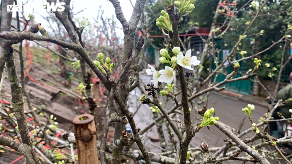 Hoa lê thường nở vào mùa xuân sau dịp Tết Nguyên đán, hoa có màu trắng tinh khôi, khi nở 5 cánh bật ra từ thân cành xù xì, tạo vẻ đẹp hoang dã mà tinh khiết.
