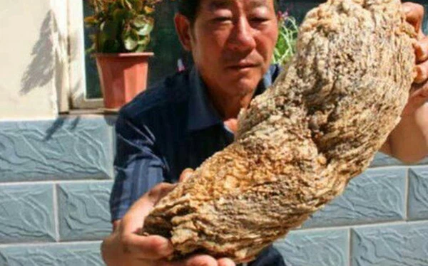 Theo nghiên cứu cho thấy loại linh chi này được hình thành dựa trên sự kết hợp của vi khuẩn, khuẩn nấm và một loại có tên là polymer hết sức đặc biệt và vô cùng hiếm.