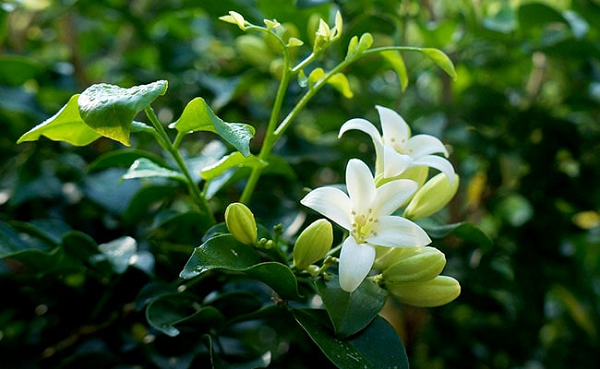 Lá cây nguyệt quế màu xanh, có răng khía đều dài khoảng 6-12cm. Cây nguyệt quế có hoa màu vàng lục nhạt, mọc cạnh các kẽ lá với đường kính 1cm. Cây hoa nguyệt quế nở nhiều nhất vào thời điểm cuối đông, đầu xuân sau những trận mưa lớn chứ không nở thường xuyên.
