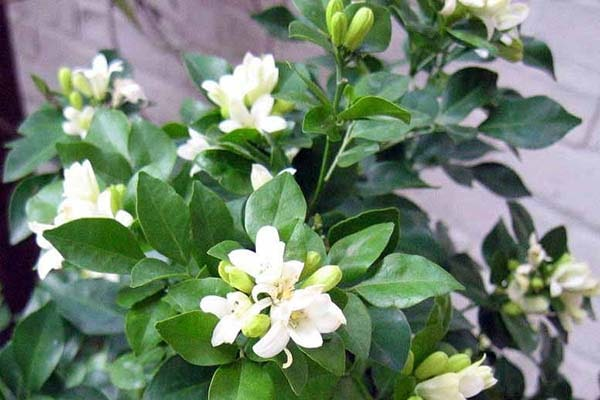 Cây nguyệt quế hay còn gọi là cây nguyệt quế hy lạp với tên khoa học là Laurus nobilis. Cây nguyệt quế thuộc loại thực vật thân gỗ, có mùi thơm, kích thước từ 10-18m.