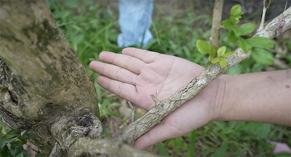 Đây không phải lần đầu tiên cây mọc tóc được biết đến. Vào năm 2007, tại Đắk Lắk đã ghi nhận một trường hợp tương tự tại rẫy cà phê của gia đình anh H.N.T. và chị N.T.P.