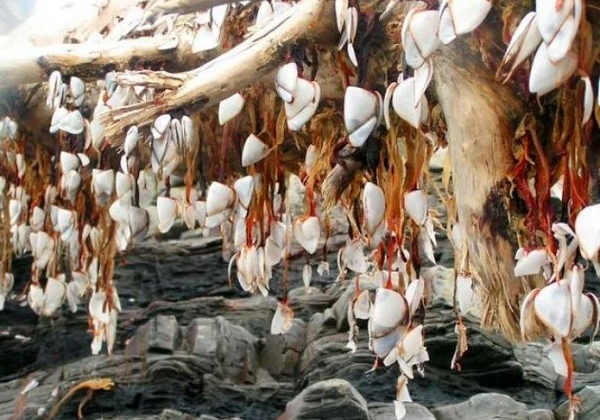 Thậm chí những chiếc xúc tu này còn đang ngọ nguậy không ngừng. Nhưng điều khiến ai nấy kinh ngạc là người đàn ông này lập tức lấy ngay con dao và 1 chiếc túi rồi từ từ cạo sạch chúng rồi mang đi.