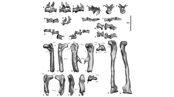 Được biết, con khủng long non nặng khoảng 1,7 kg, có thể là một con khủng long chân chim Ornithopod.