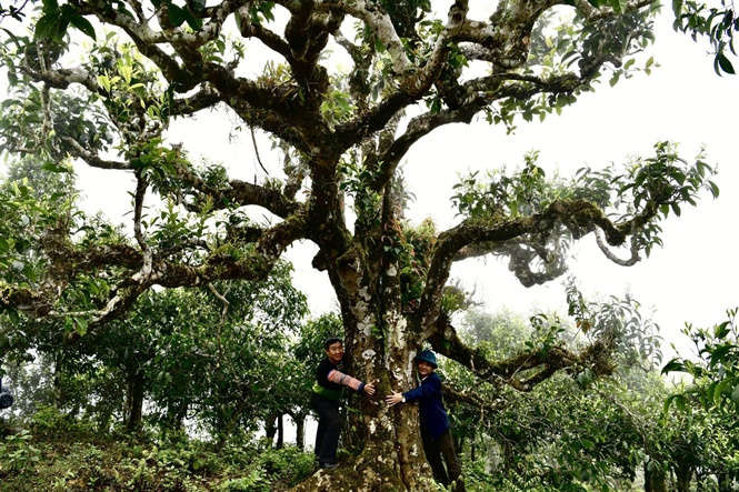 Chè Shan tuyết là một loại cây chè đặc sản của Việt Nam, có búp to màu trắng xám và dưới lá chè có phủ một lớp lông tơ mịn trắng, do đó người dân gọi là chè Shan tuyết.