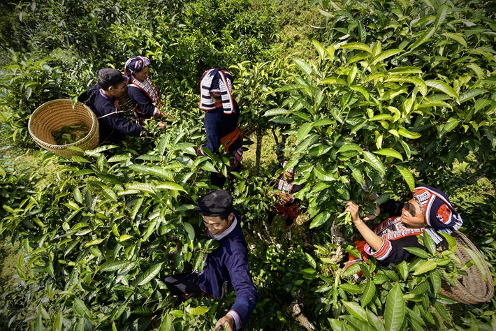 Cách canh tác chè Shan tuyết thông thường là hoàn toàn tự nhiên, không sử dụng hóa chất hay phân bón, do đó được coi là chè sạch.