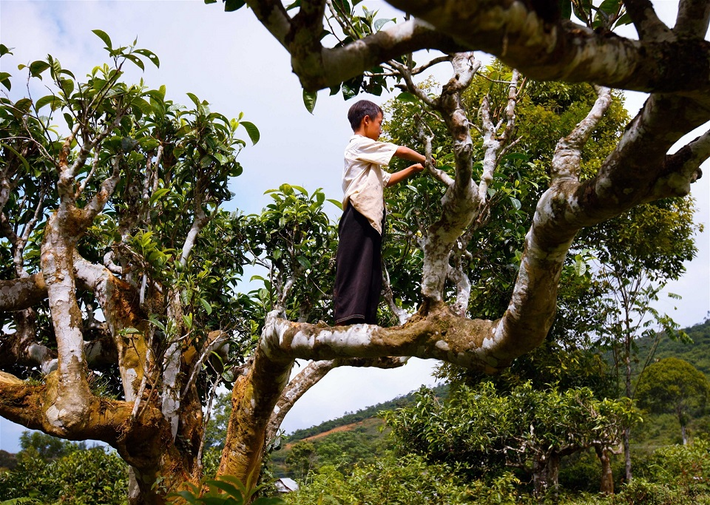 Chính quyền địa phương đã cho phép du khách đến tham quan và trải nghiệm thu hái, chế biến chè cổ thụ Shan tuyết tại thôn Chồ Chải.