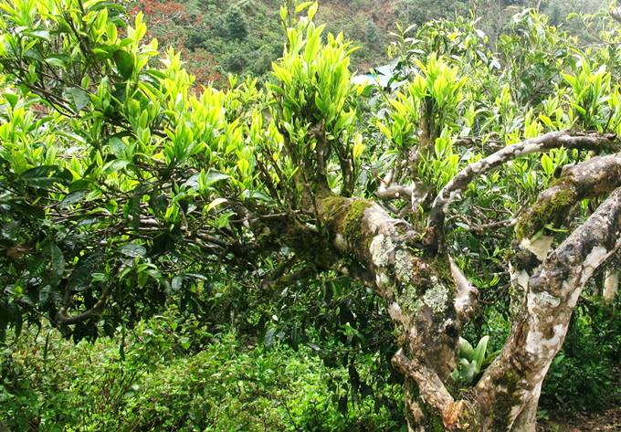 Mới đây, Hội đồng Cây di sản Việt Nam của Hội bảo vệ thiên nhiên và môi trường Việt Nam vừa có quyết định công nhận quần thể 105 cây chè Shan tuyết cổ thụ trăm tuổi ở thôn Chồ Chải, xã Hoàng Thu Phố, huyện Bắc Hà, tỉnh Lào Cai là Cây di sản Việt Nam.