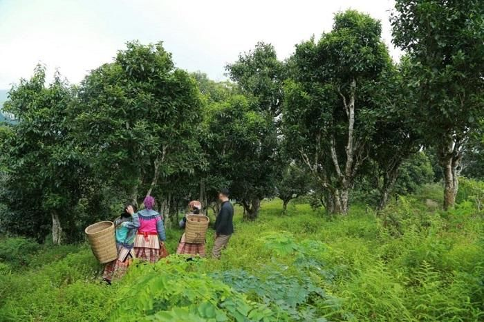 Quần thể cây chè tuyết Shan cổ thụ này có chu vi thân từ 80 đến 183 cm và đang được bảo vệ nghiêm ngặt. (Ảnh: Hội Bảo vệ thiên nhiên môi trường Việt Nam).