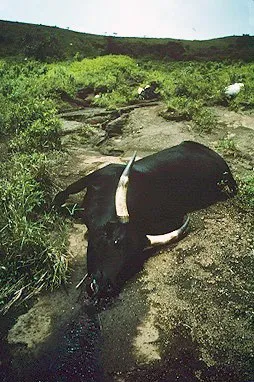 Ban đầu, một người đàn ông đi qua khu vực phát hiện ra những xác chết trên đường và trong làng.