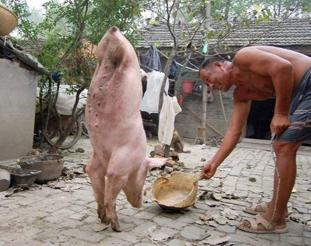 3. Một con lợn khuyết tật đã chào đời tại huyện Mộng Thành, tỉnh An Huy, Trung Quốc vào đầu năm 2011. Wang Xihai, chủ nhân của con lợn, cho biết lợn mẹ đã đẻ 9 con nhưng một con trong số đó không có 2 chân sau. Ông Wang bắt đầu huấn luyện nó di chuyển bằng 2 chân trước và kiên nhẫn thực hiện trong một thời gian dài. Cuối cùng, chú lợn có thể tự đi lại bằng đôi chân của nó. Nhiều người hiếu kỳ đã tới nhà ông Wang để chứng kiến nghị lực sống mạnh mẽ của con vật.