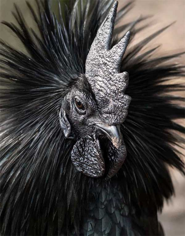 11. Gà Ayam Cemani: được coi là một trong những loài gà quý hiếm nhất thế giới, bởi những đặc điểm độc nhất vô nhị của nó. Màu đen chủ đạo chính là điều kì diệu nhất mà loài gà này có.