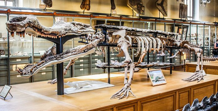 Turnersuchus hingleyae dài khoảng 3 mét và có trọng lượng từ 200-300 kg. Nó được mô tả là "quái vật ăn thịt", có chiếc răng nhọn dài tới 10 cm.