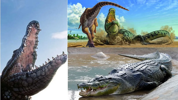 Nó được xếp vào họ thalattosuchia chưa từng biết. Thalattosuchia, thường được gọi dân dã là "cá sấu biển" hoặc "cá sấu đại dương" là thành viên nổi bật của các hệ sinh thái biển từ đầu Kỷ Jura cho đến đầu Kỷ Phấn Trắng.