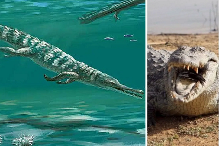 Một điều lý thú về Turnersuchus hingleyae là nó xuất hiện cùng thời với các loài cá sấu cổ đại khác. Đây là thời kỳ địa chất chiếm ưu thế của họ Mesoeucrocodylia trên toàn thế giới, do đó việc tìm thấy những hóa thạch động vật này không phải là điều lạ lùng.