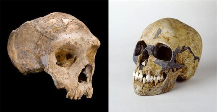 Không may, bệnh nhiệt đới do người Homo Sapiens đem theo lại có phần phức tạp và nặng nề hơn các bệnh vùng ôn đới của người Neanderthals, nên họ biến thành cộng đồng bị thiệt hại.