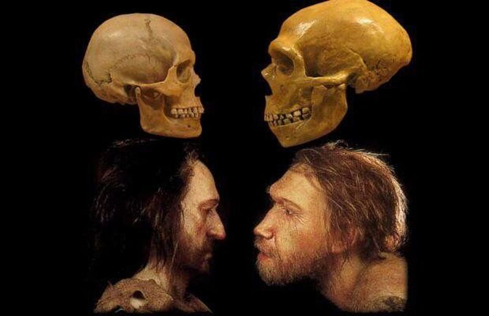 Khoảng 2% bộ gen của những người không sống ở châu Phi có nguồn gốc từ người Neanderthal, trong khi có rất ít bằng chứng cho thấy điều ngược lại. Một bài báo mới đăng trên tạp chí Palaeo Anthropology đề xuất rằng việc hòa huyết với người Homo sapiens có thể đã làm giảm sự giao phối giữa người Neanderthal với nhau, dẫn đến sự tuyệt chủng của họ.