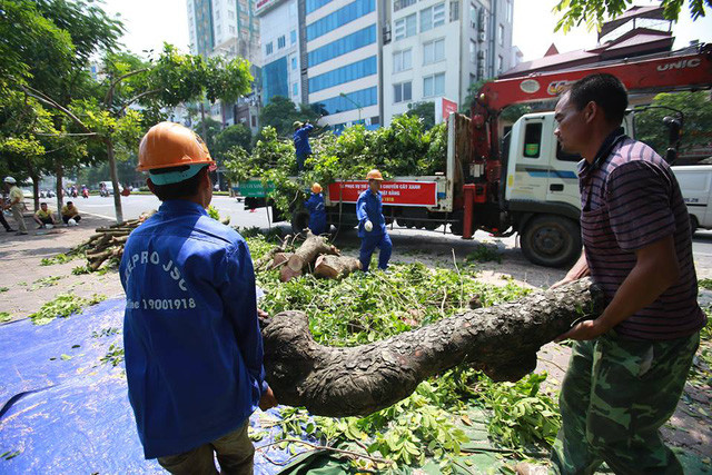 Tháng 8/2016, Sở Xây dựng đã cấp phép dịch chuyển, chặt hạ 109 cây xanh cho Ban Quản lý đường sắt đô thị Hà Nội. Trong đó, dịch chuyển 106 cây (gồm 103 cây phát triển bình thường nằm trong chỉ giới giải phóng mặt bằng và 3 cây có dấu hiệu sâu mục cần được chữa trị). (Ảnh GĐXH chụp hàng cây trên đường Kim Mã thời điểm di dời năm 2016)