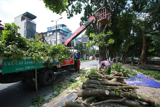 Sở Xây dựng cũng giao cho công ty Beepro thực hiện 2 nhiệm vụ là dịch chuyển 106 cây cổ thụ ở đường Kim Mã về Vườn ươm xã Đa Tốn và chăm sóc cây. (Ảnh GĐXH chụp hàng cây trên đường Kim Mã thời điểm di dời năm 2016)