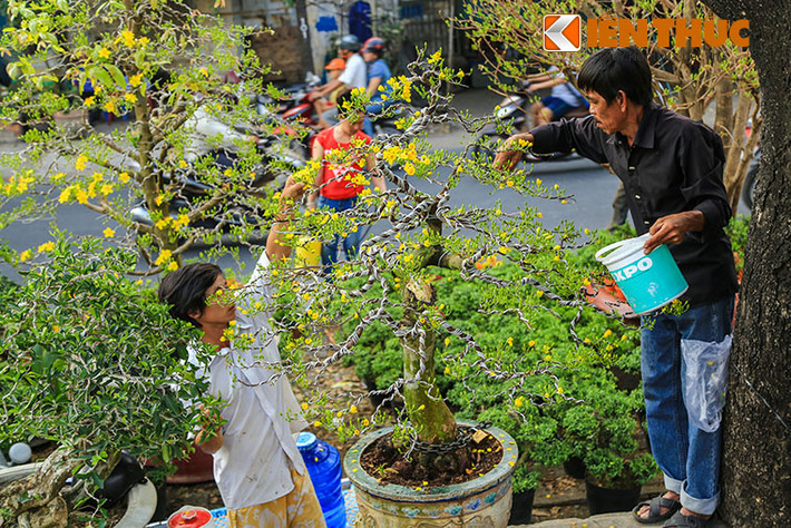 Các chủ the cho biết, năm nay mai vàng chiếm lượng khá lớn trên toàn tuyến đường hoa. Bên cạnh các loại hoa như hướng dương, cúc vàng và các loại hoa khác còn có sự trỗi dậy của hoa giấy kiểng được rất nhiều người ưa thích. Đây là các sản phẩm chủ lực của nhà vườn Chợ Lách (Bến Tre) và Sa Đéc (Đông Tháp).