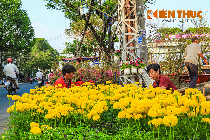 Hoa vạn thọ, cúc đãi đóa vàng rực rỡ với ý nghĩa cầu mong năm mới sung túc, trường thọ... được khá nhiều người chọn chơi vào dịp Tết.