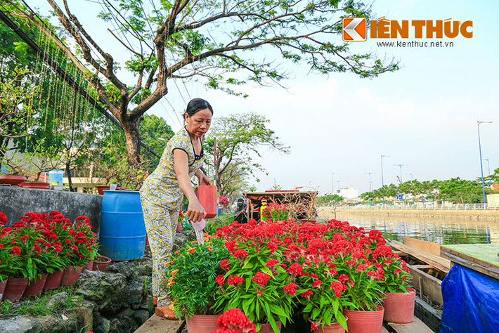 Những chiếc ghe đầy ắp hoa mào gà, sống đời, cẩm tú mai... đua nở. Hoa sống đời có ý nghĩa cầu chúc cả gia đình một năm mới dồi dào sức khỏe.
